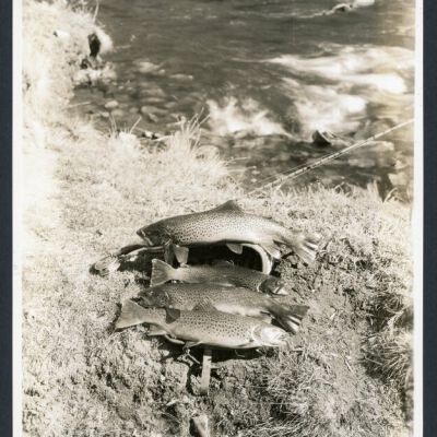 Print, Photographic