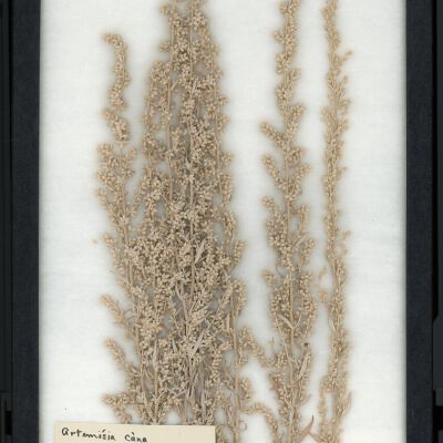 Plant Specimen, Mounted