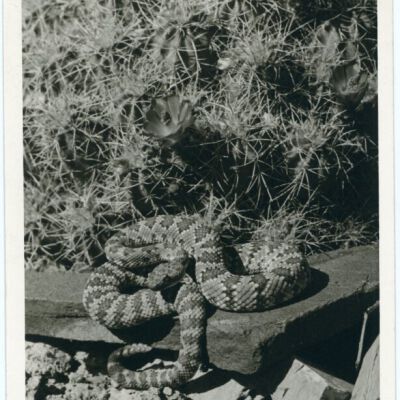 Print, Photographic