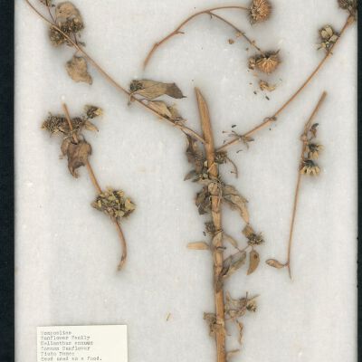 Plant Specimen, Mounted