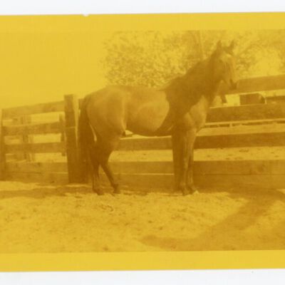Print, Photographic