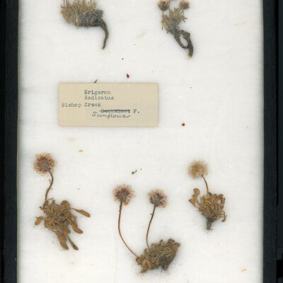 Plant Specimen, Mounted