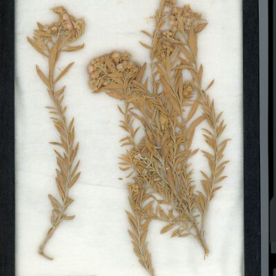 Plant Specimen, Mounted