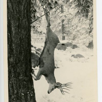 Print, Photographic