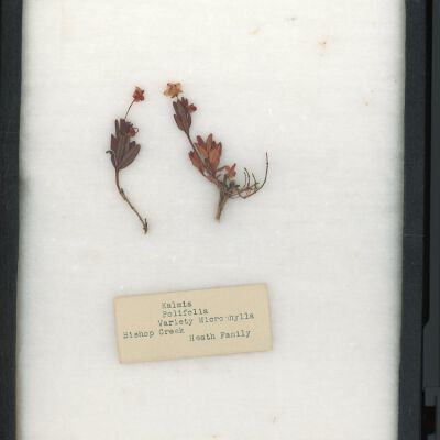 Plant Specimen, Mounted