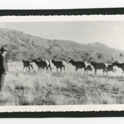 Print, Photographic