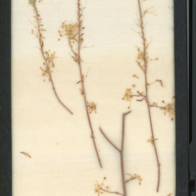 Plant Specimen, Mounted
