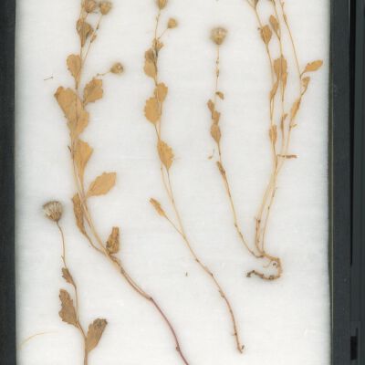 Plant Specimen, Mounted
