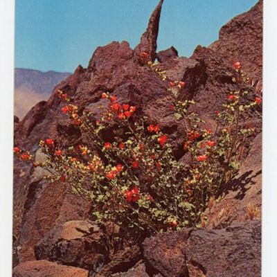 Print, Postcard