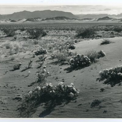 Print, Photographic