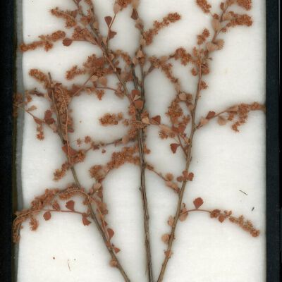 Plant Specimen, Mounted