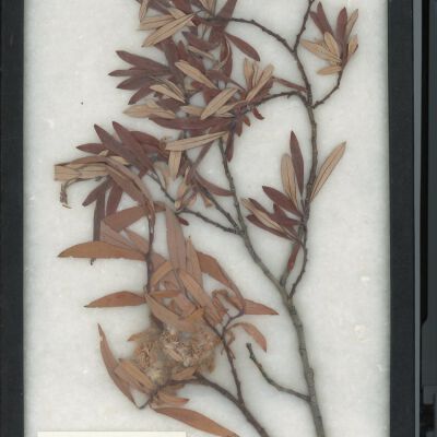 Plant Specimen, Mounted