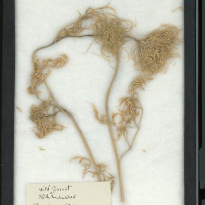Plant Specimen, Mounted
