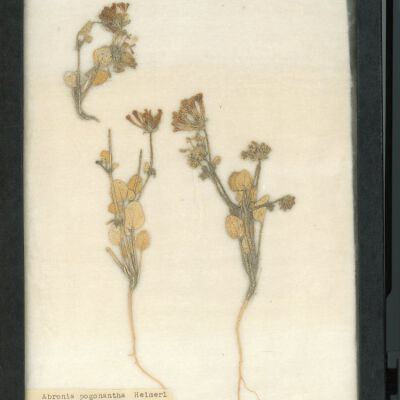 Plant Specimen, Mounted
