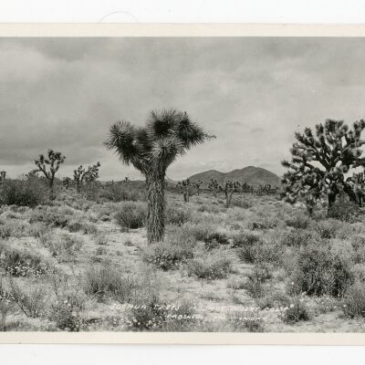 Yucca Trees, Mohave Desert, California