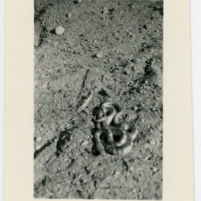 Print, Photographic