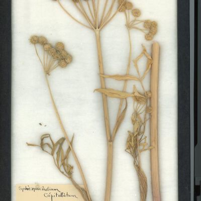Plant Specimen, Mounted