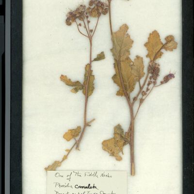Plant Specimen, Mounted
