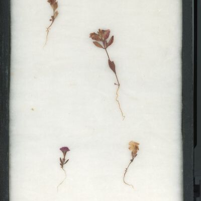 Plant Specimen, Mounted