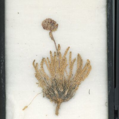 Plant Specimen, Mounted