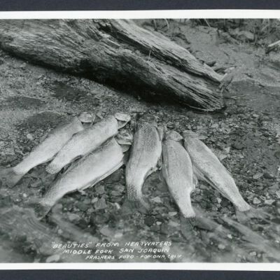 Print, Photographic