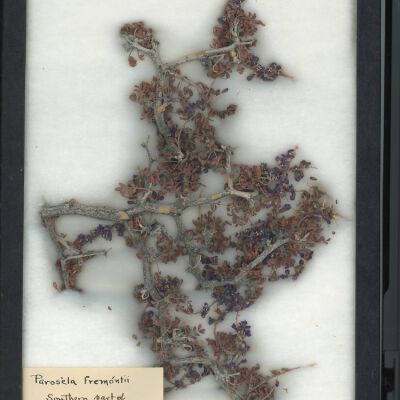 Plant Specimen, Mounted