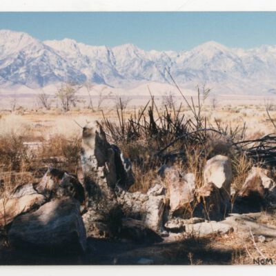 Print, Photographic