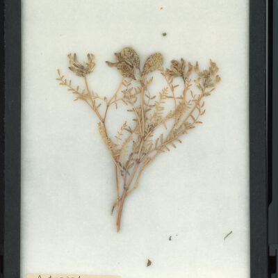 Plant Specimen, Mounted