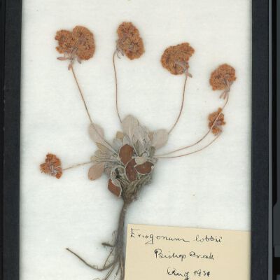 Plant Specimen, Mounted