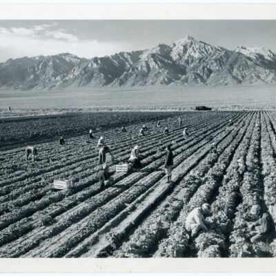 Farm, farm workers, Mt. Williamson in background