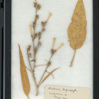 Plant Specimen, Mounted