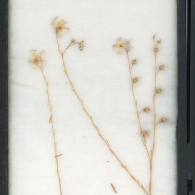Plant Specimen, Mounted