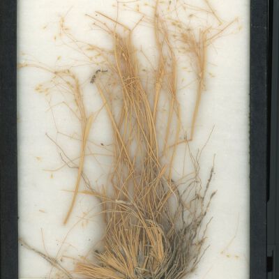 Plant Specimen, Mounted