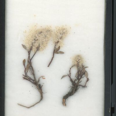 Plant Specimen, Mounted