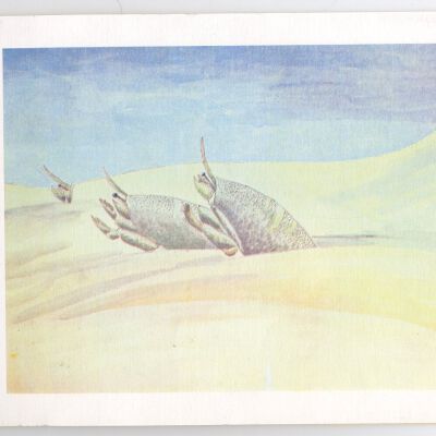 At Home in the Sand