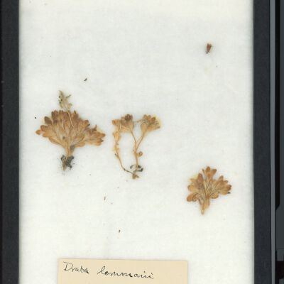 Plant Specimen, Mounted