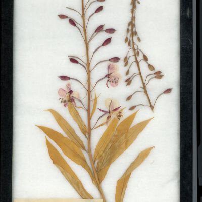 Plant Specimen, Mounted