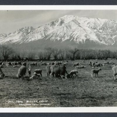 Print, Photographic