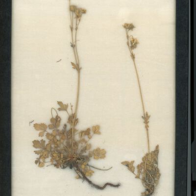 Plant Specimen, Mounted