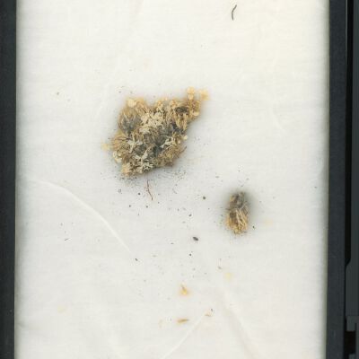 Plant Specimen, Mounted