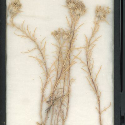 Plant Specimen, Mounted