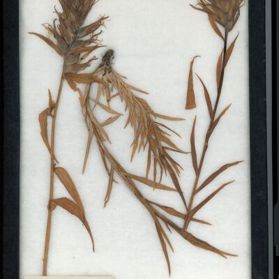 Plant Specimen, Mounted