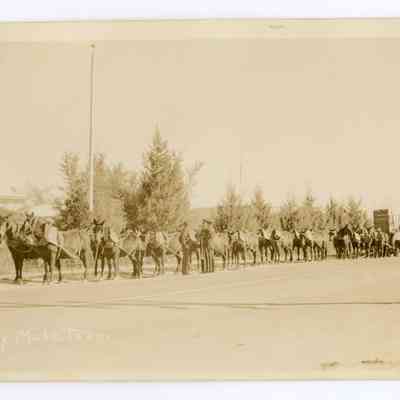 Twenty Mule Team
