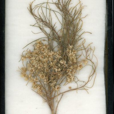 Plant Specimen, Mounted