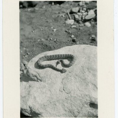 Print, Photographic