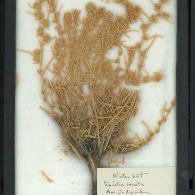 Plant Specimen, Mounted