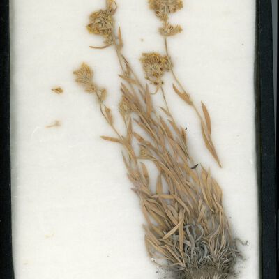 Plant Specimen, Mounted