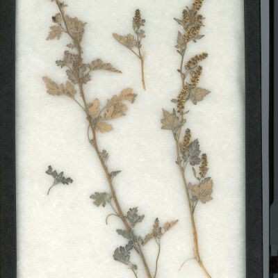 Plant Specimen, Mounted