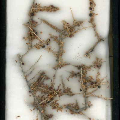 Plant Specimen, Mounted