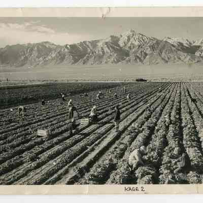 Farm, farm workers, Mt. Williamson in background, Manzanar Relocation Center, California